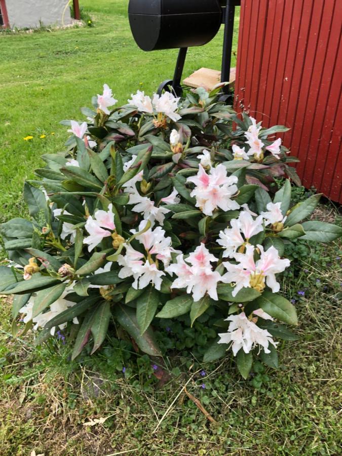 Mysigt Boende I Raettvik Med Utsikt Oever Siljan Exterior photo